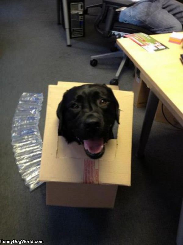 Box Dog