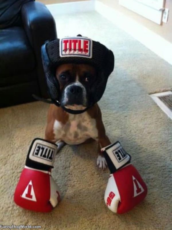 Boxer