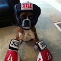Boxer