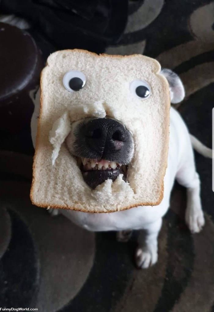 Bread Dog