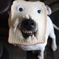 Bread Dog