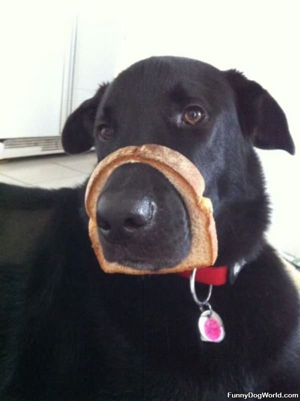 Bread Face Dog