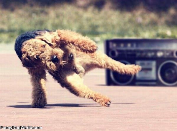 Break Dancing Dog