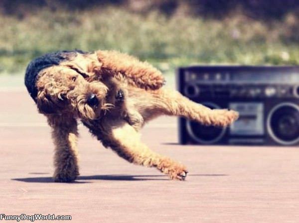 Breakdancing Dog