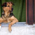 Broken Paw