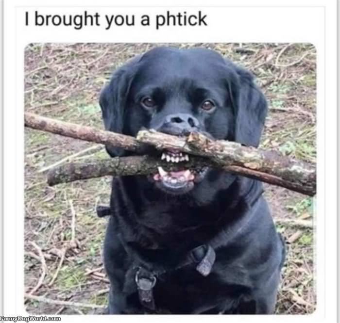 Brought You A Stick