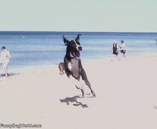 Bubba On Dog Beach