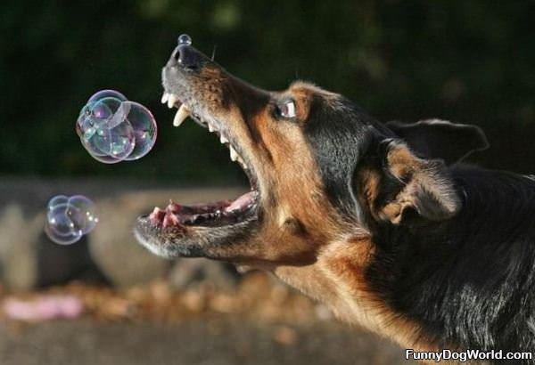 Bubbles