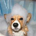 funny dog 4