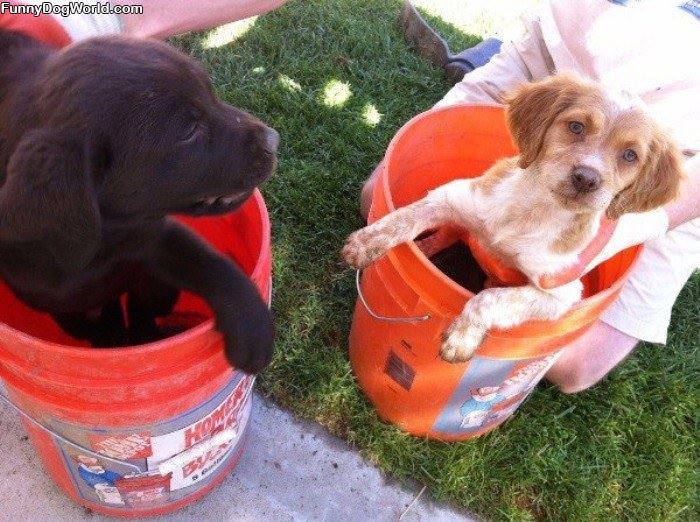 Bucket Pups