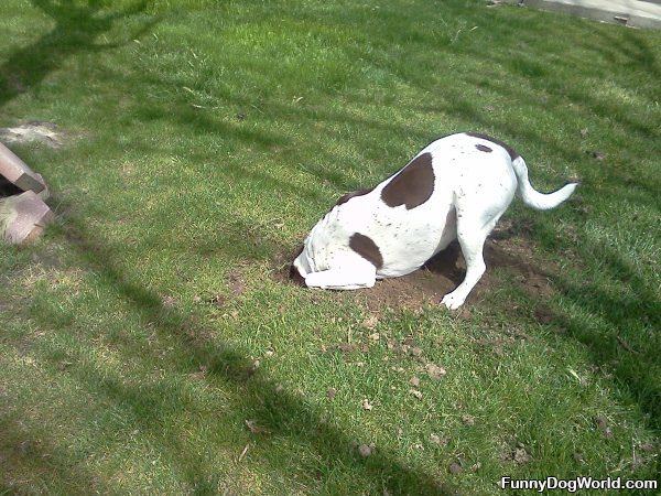 Buckeye Looking For Squirrels