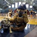 Bulldogs