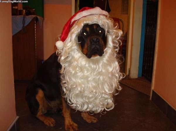 Bullet The Santa Dog