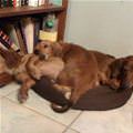 Bunch Of Dogs