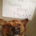 Bunny Poop