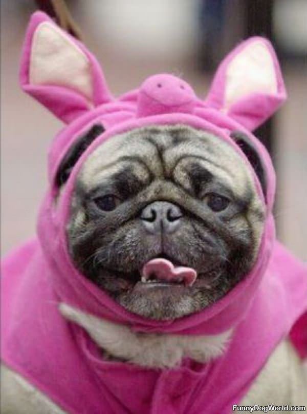 Bunny Pug