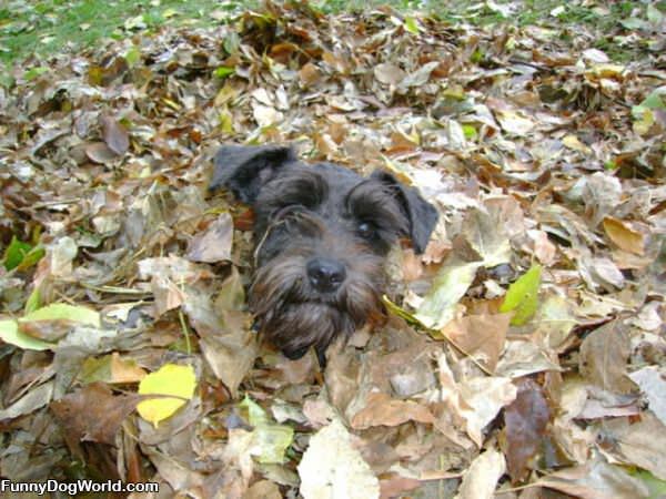 Buried In Leaves