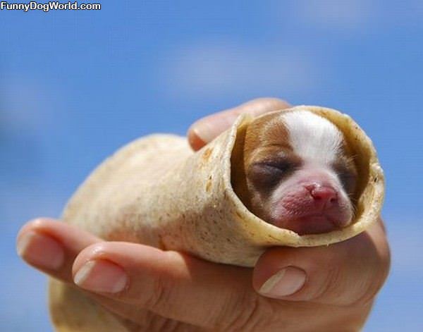 Burrito Puppy