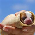 funny dog 5