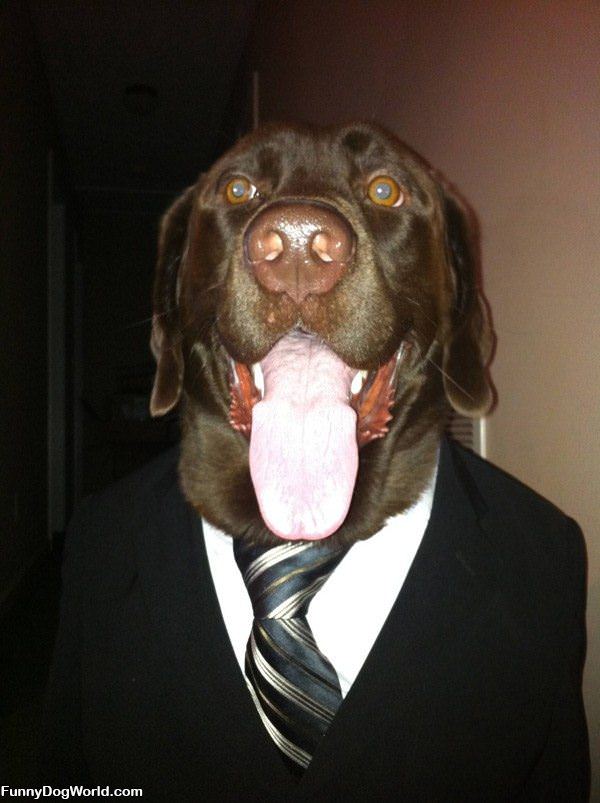 Business Dog Is All Business