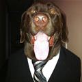 Business Dog Is All Business