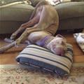 funny dog 1