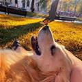 Butterfly Dog
