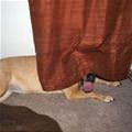 Camouflage