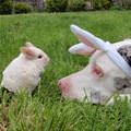 Can I Be A Bunny