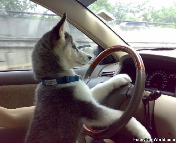 Can I Drive Please