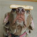 funny dog 4