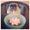 funny dog 3