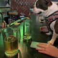 funny dog 5