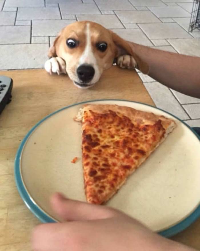 Can I Have A Slice