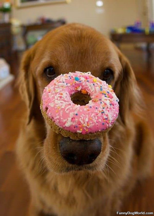 Can I Have This Donut Please