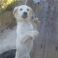 funny dog 1