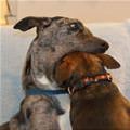 funny dog 1