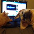 funny dog 2