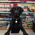 funny dog 3