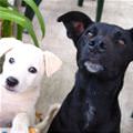 Can We Have Some