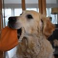 Can We Play Fetch