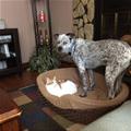 funny dog 4