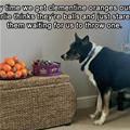 funny dog 4