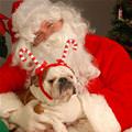 Candy Cane Dog