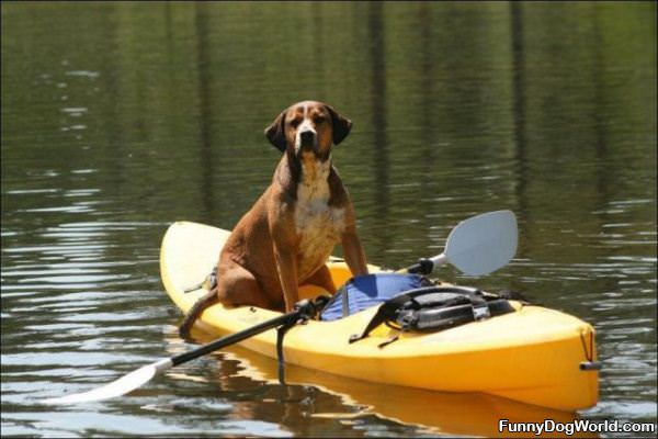 Canoing Dog