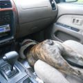 funny dog 4