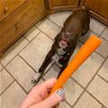 Carrots
