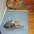 Cat Stole My Bed