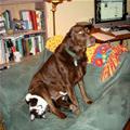 Catsitter