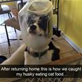 funny dog 1